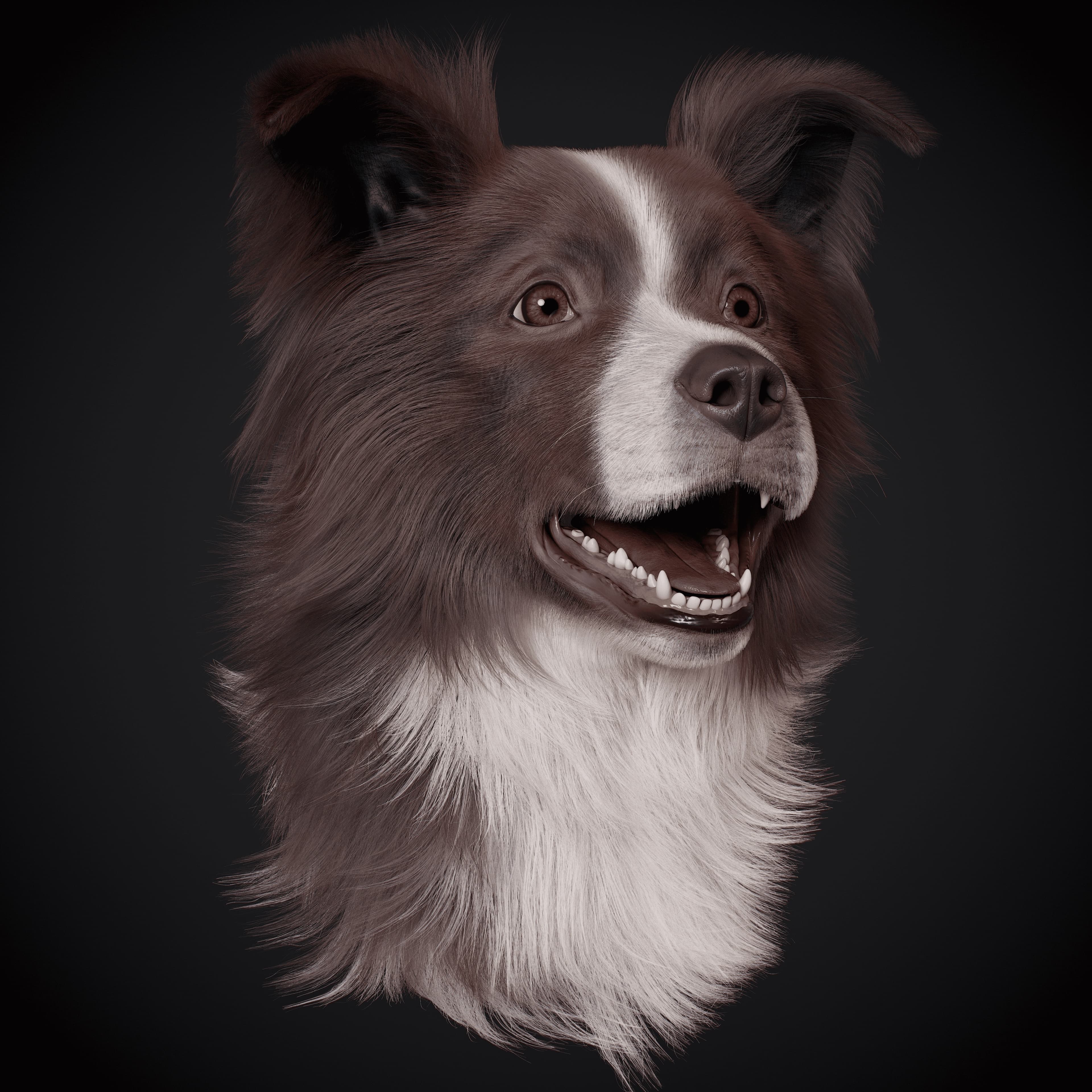 Border Collie